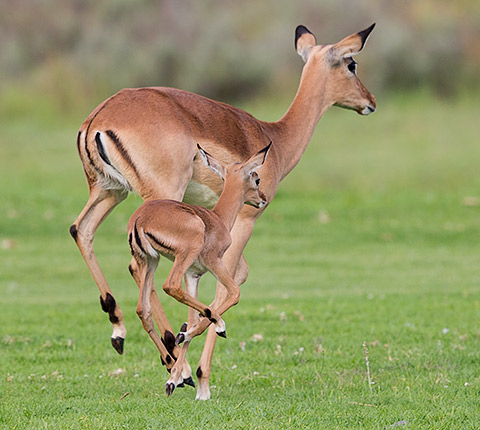 Impala female with lamb